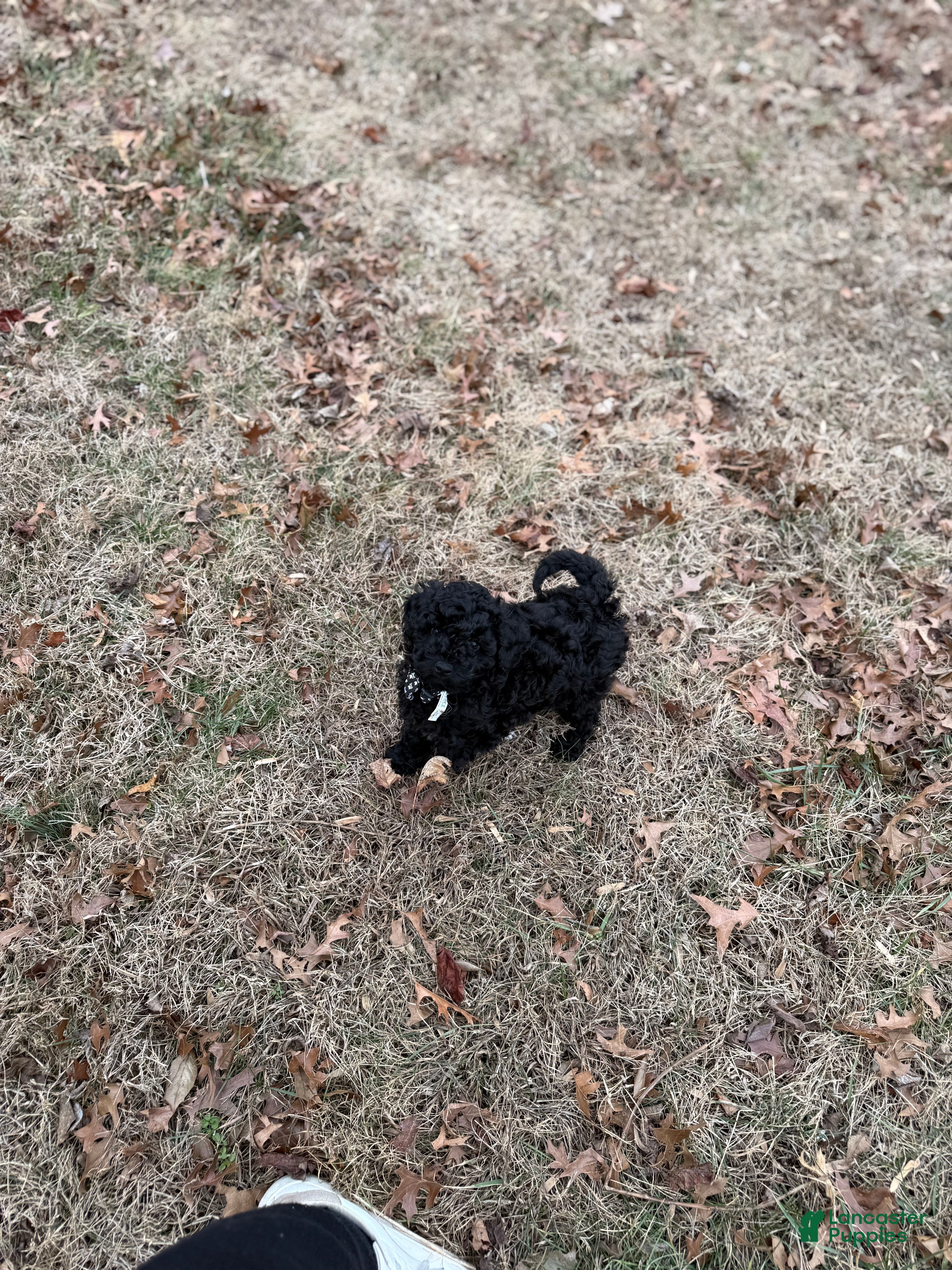 Toy Poodle dogs Dash - Ad 2