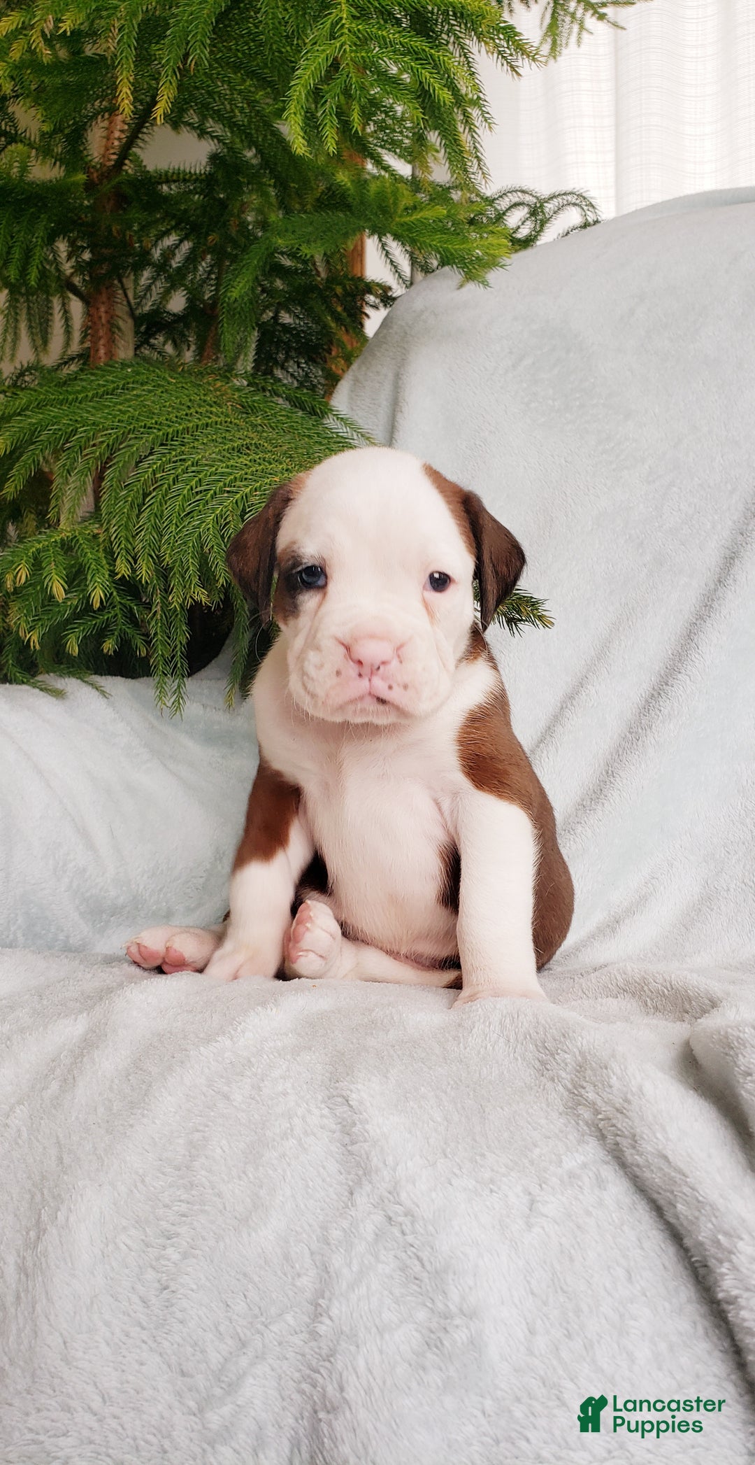 Boxer dogs for sale: Cinnamon - Ad 5