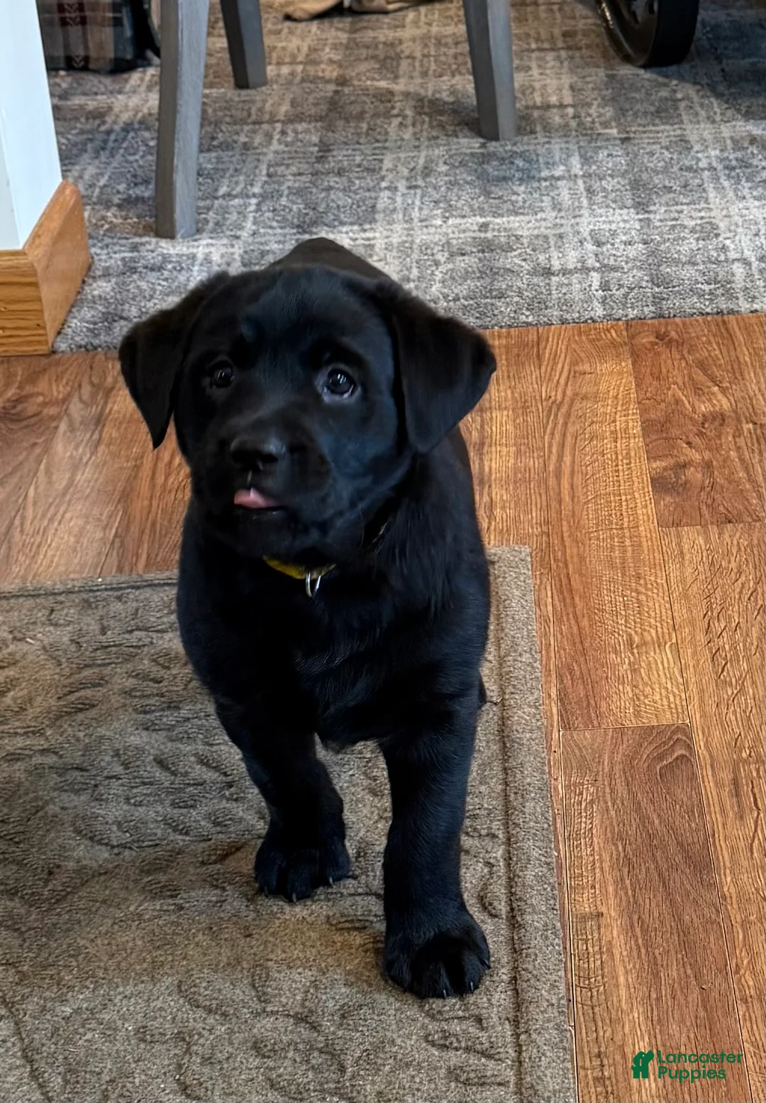 Labrador Retriever dogs for sale: Carly  - Ad 7