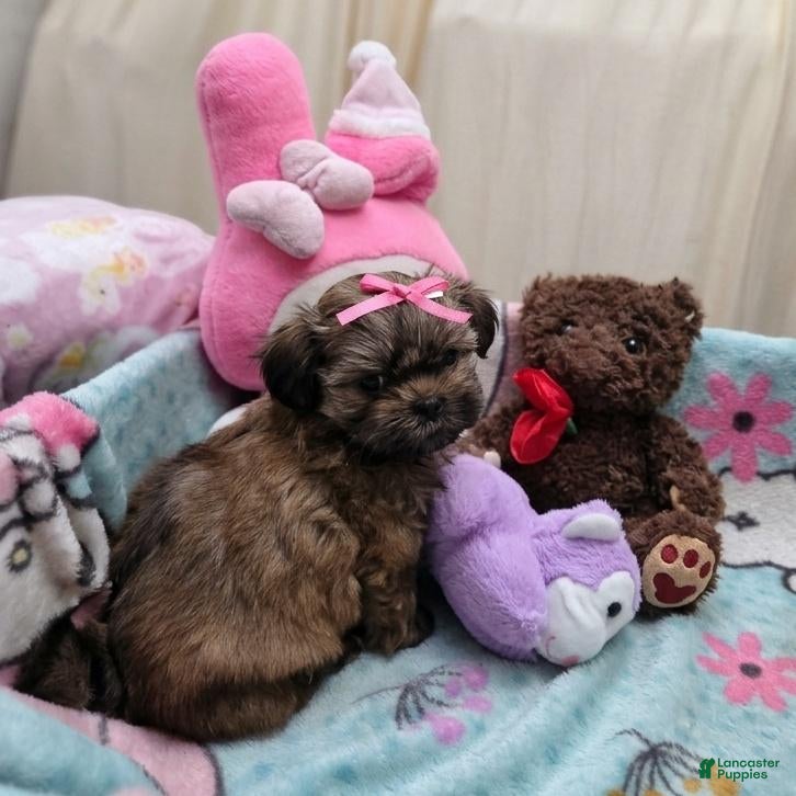 Shih Tzu dogs Little Baby Girl 💕 - Ad 2