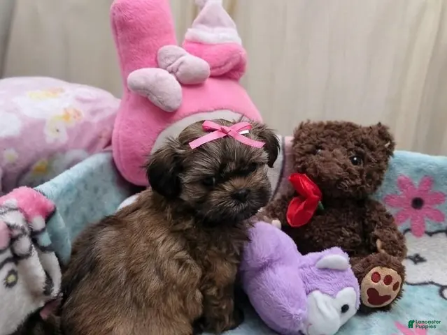 Shih Tzu dogs Little Baby Girl 💕 - Ad 2