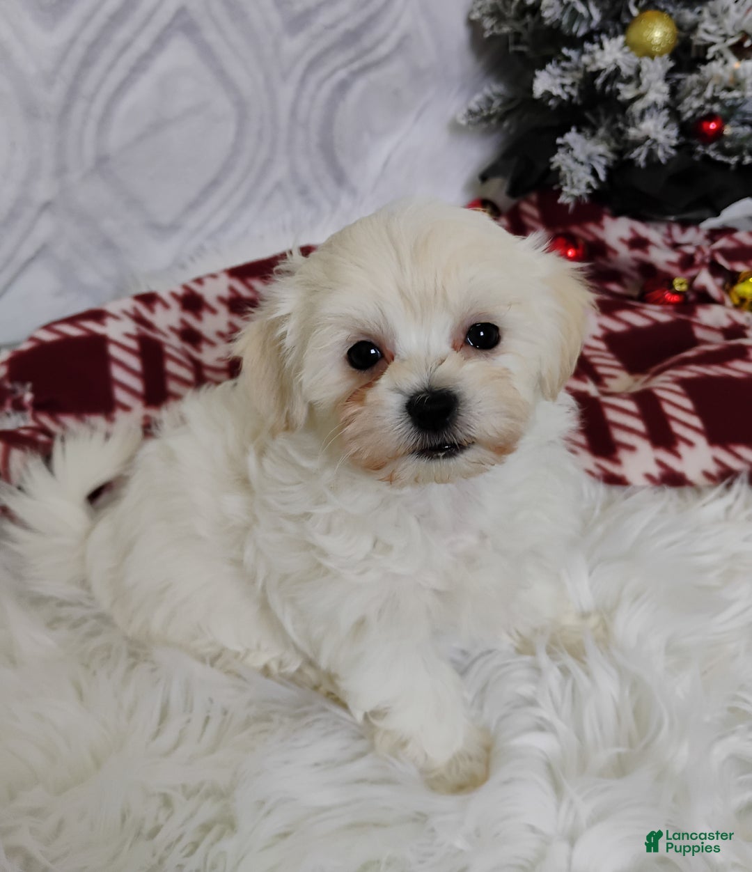 Mixed Breed dogs for sale: Brooke - Ad 2