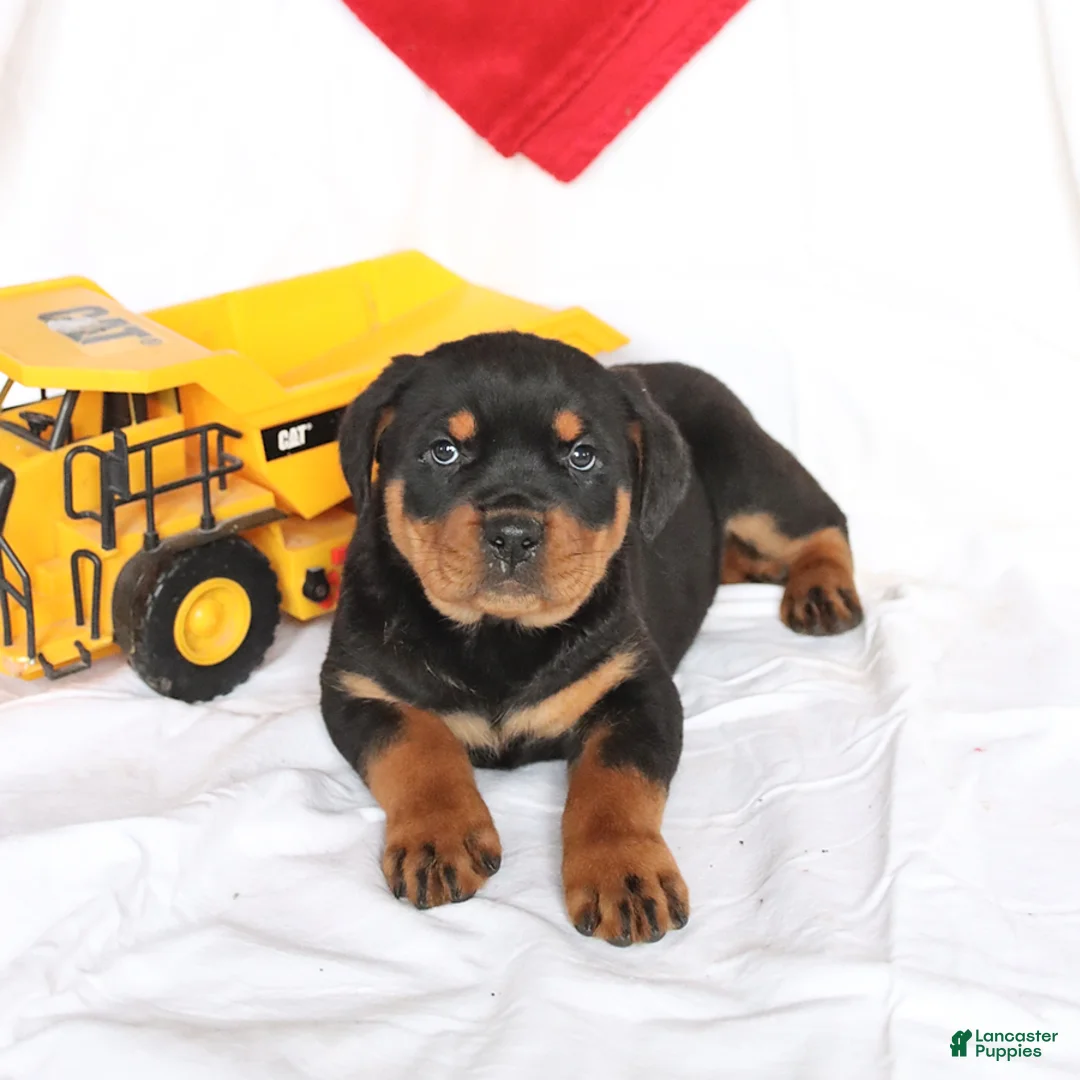 Rottweiler dogs for sale: Axel - Ad 3