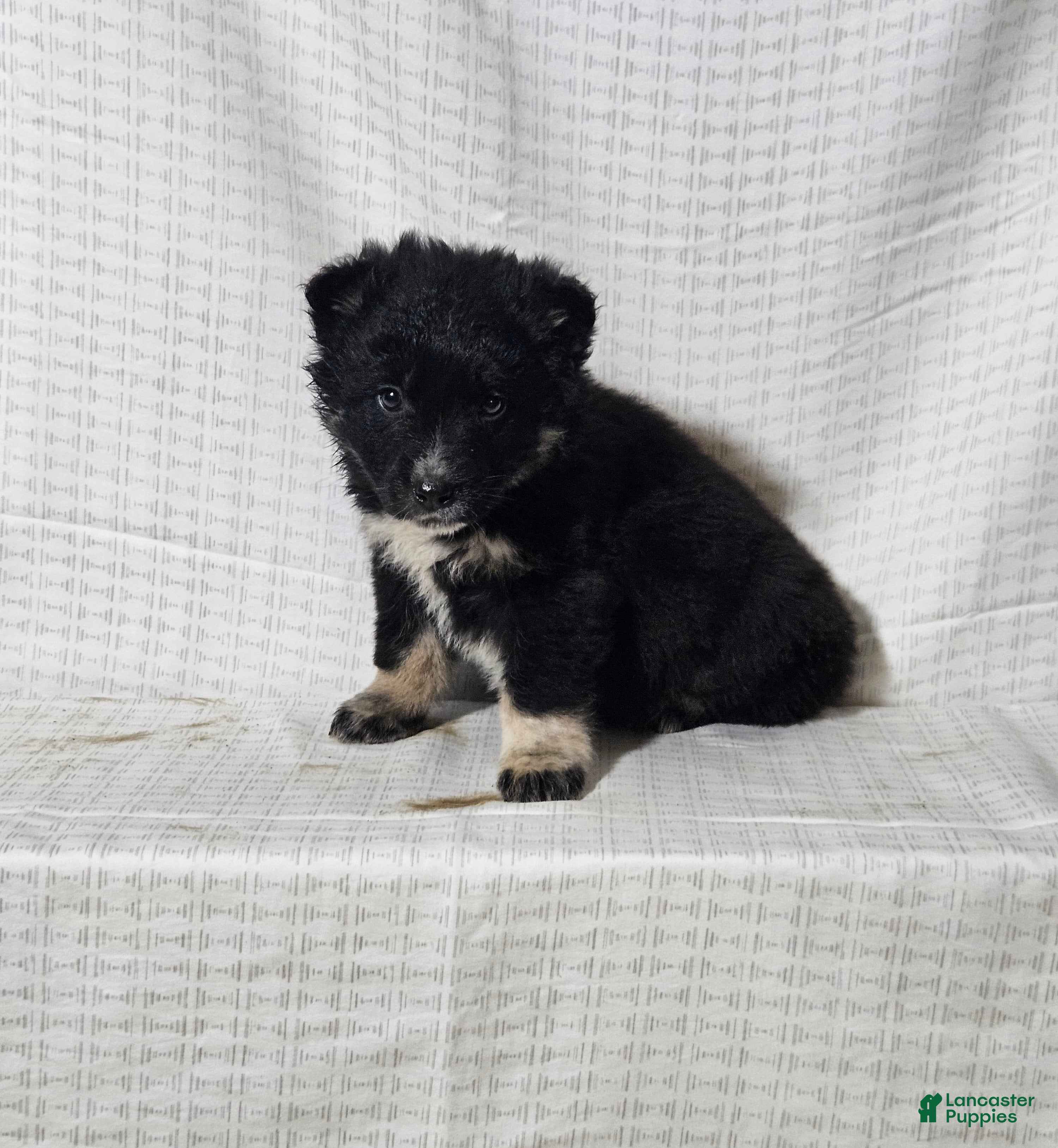 Mixed Breed dogs Cole - Ad 35