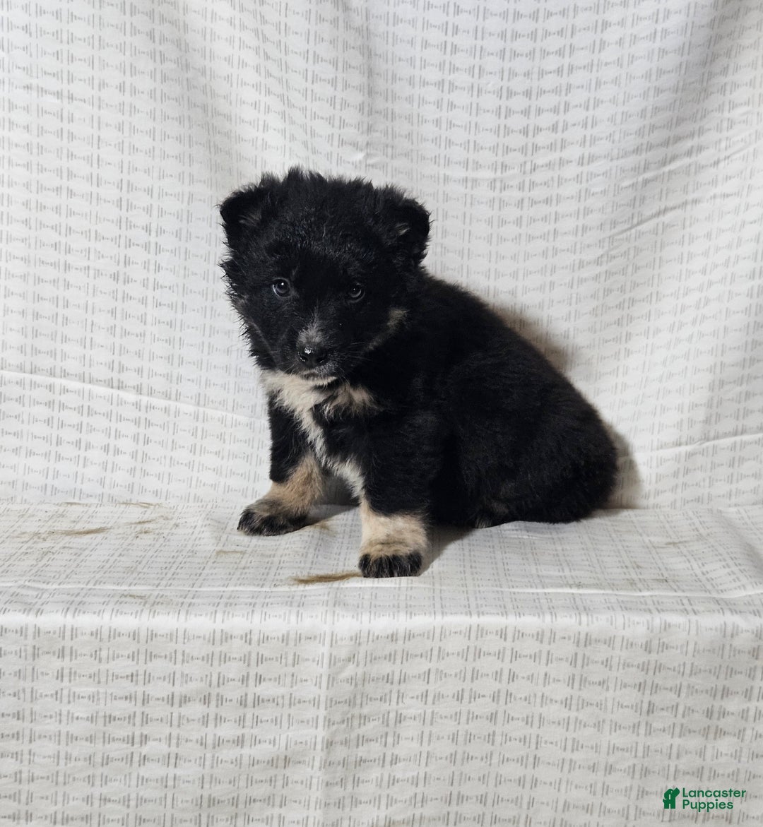 Mixed Breed dogs for sale: Cole - Ad 1