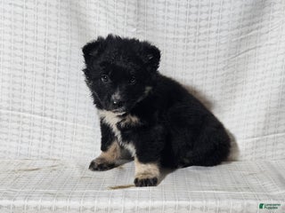 Mixed Breed dogs Cole - Ad 36