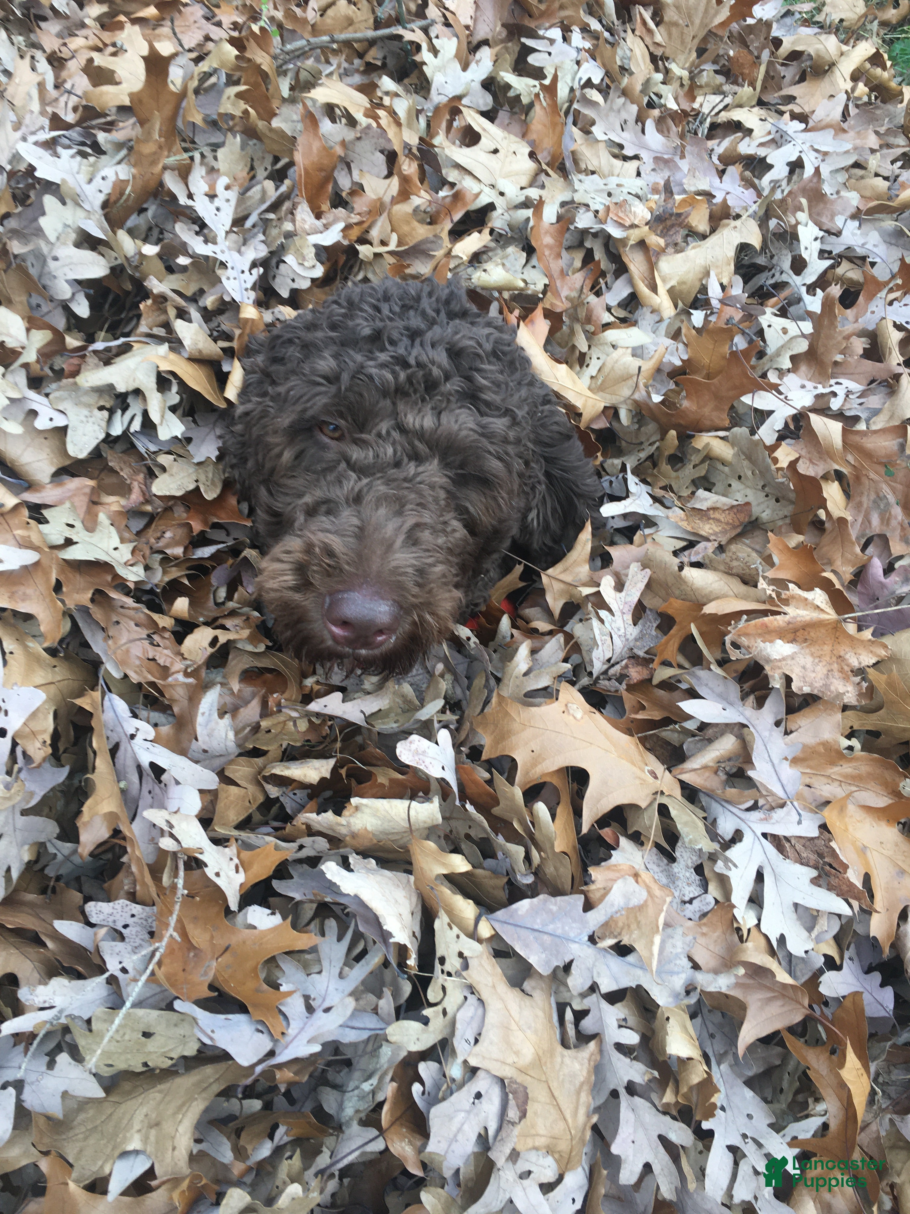 Goldendoodle dogs Jupiter - Ad 5