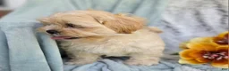 Shihpoo dogs for sale: Marshmallow - Ad 13