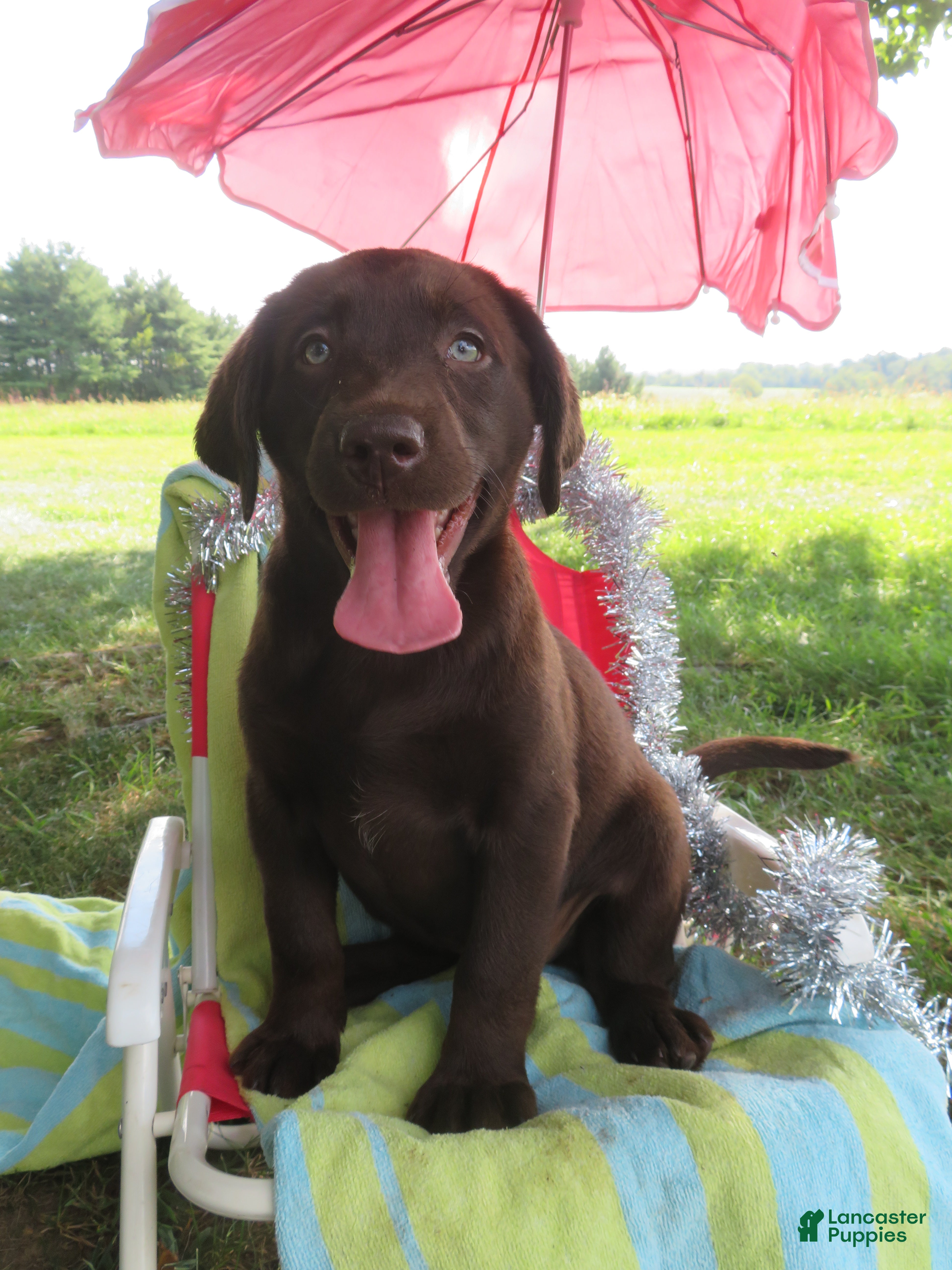 Adoption Black Lab Shar Pei Mix Puppy Youxia Shar Pei Pets4Homes