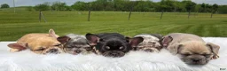 Mixed Breed dogs for sale: Letta - Ad 8