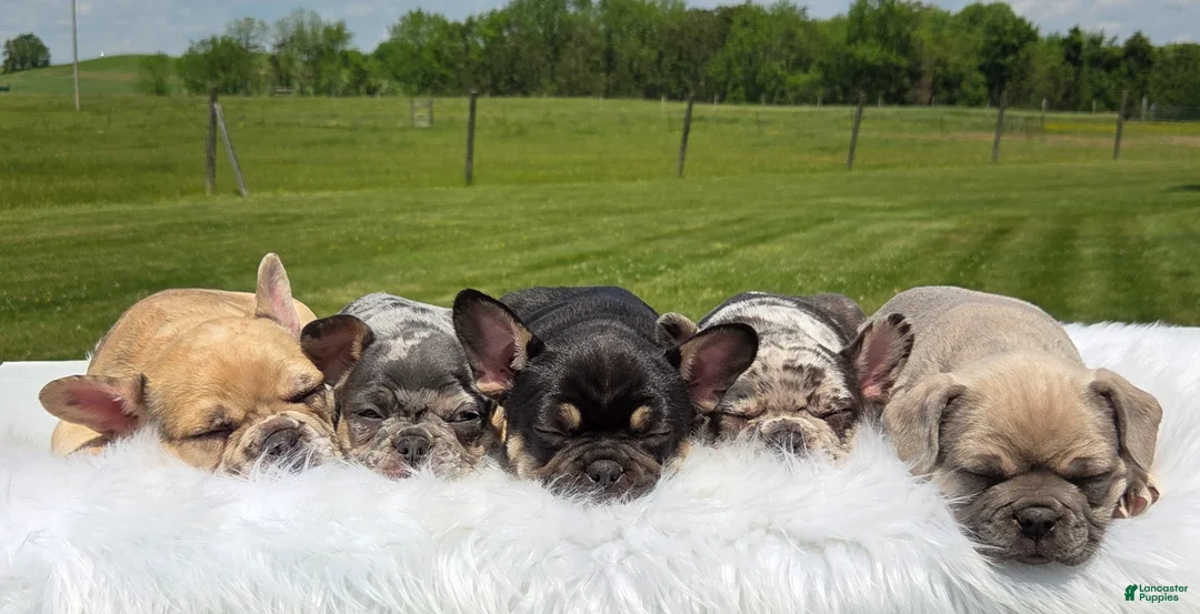 Mixed Breed dogs for sale: Letta - Ad 8