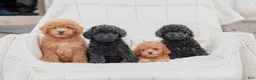 Miniature Poodle dogs for sale: Kerrick - Ad 6