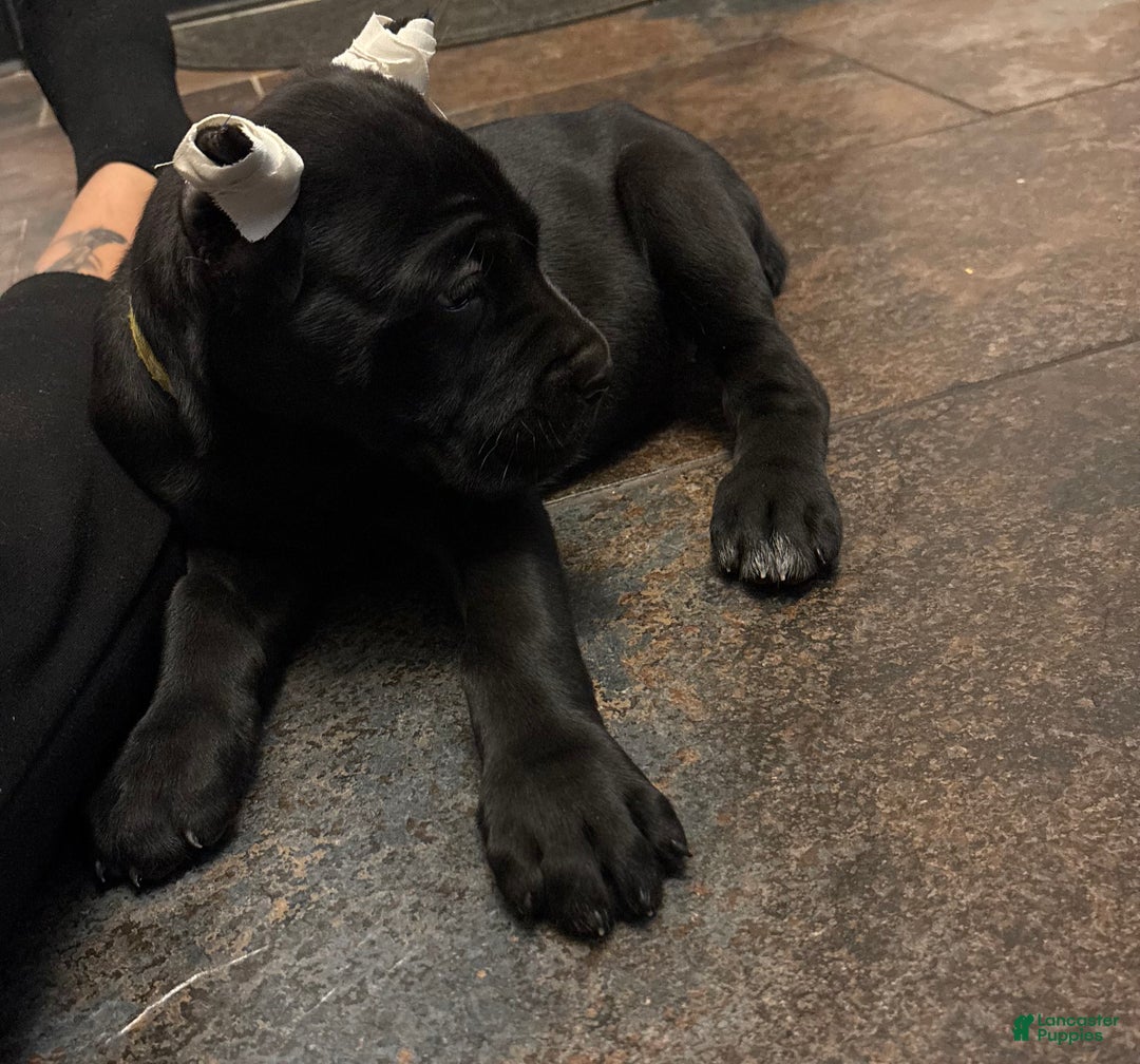 Cane Corso dogs for sale: DaVina - Ad 3