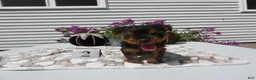 Yorkshire Terrier dogs for sale: Yorkshire Terrier 2 Willie - Ad 4