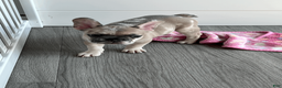 French Bulldog dogs for sale: DHALIA - Ad 13