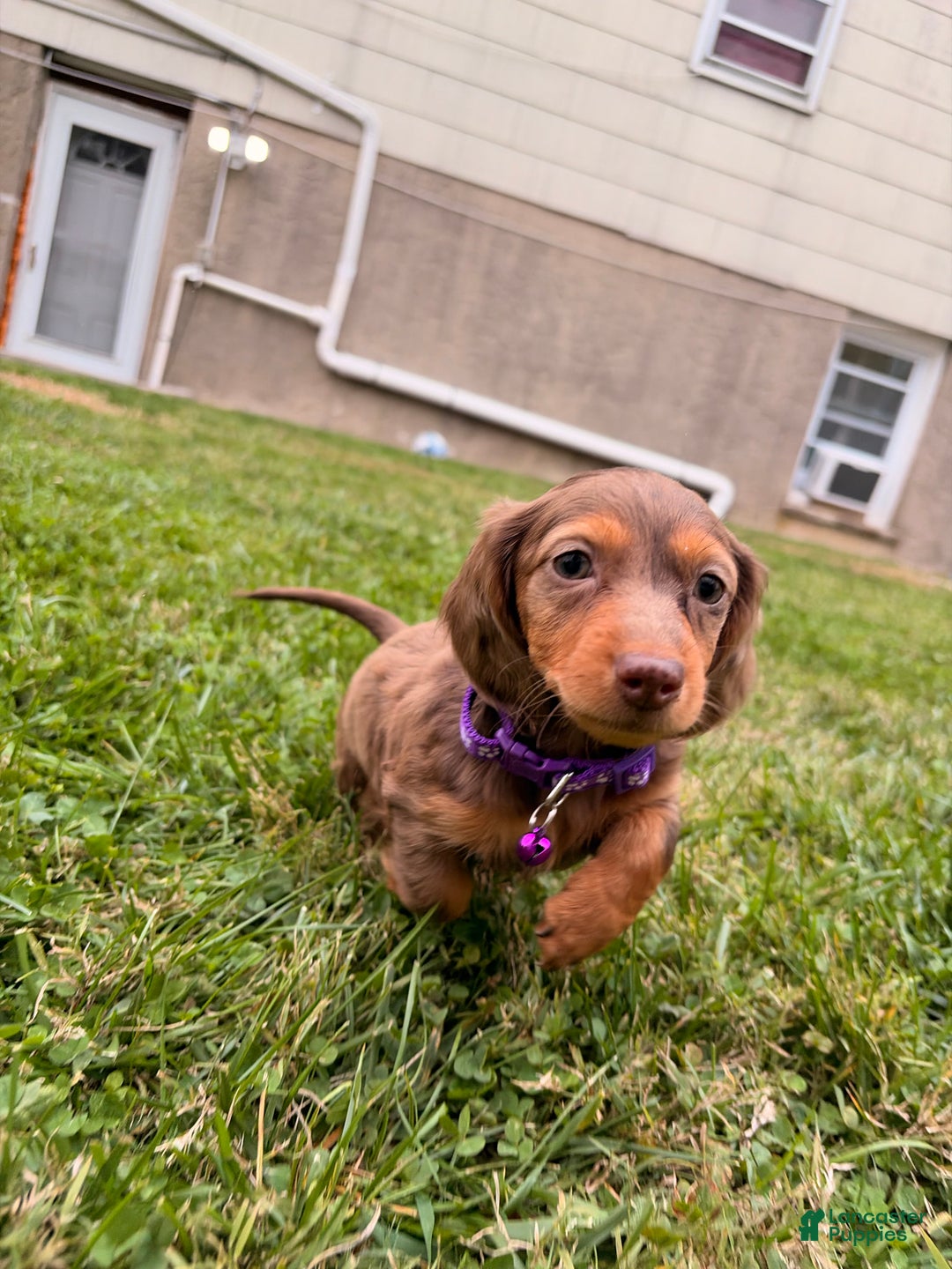 Miniature Dachshund dogs for sale: Ginger - Ad 3