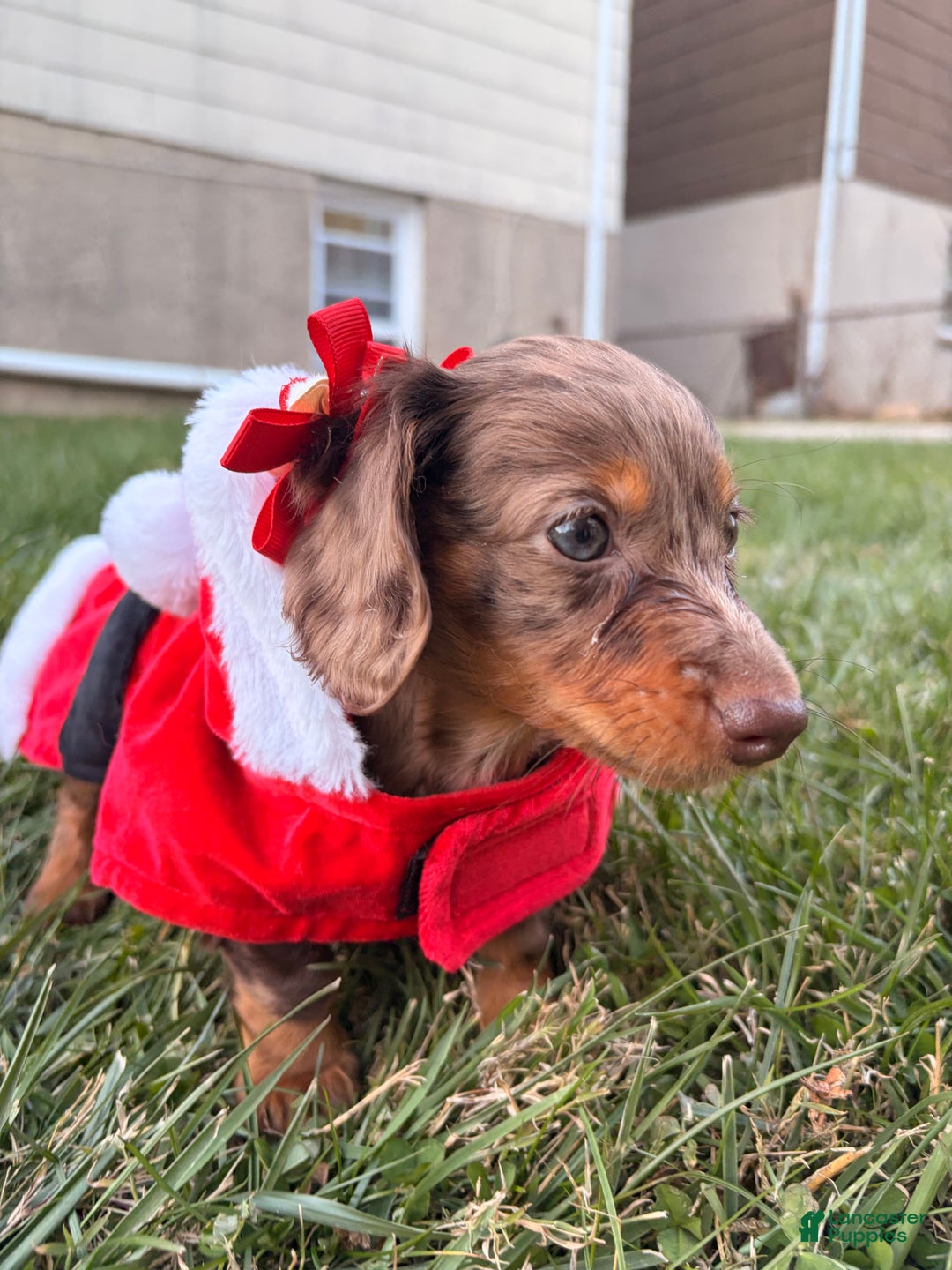 Miniature Dachshund dogs for sale: Cocoa - Ad 8