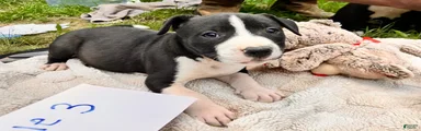 American Pit Bull Terrier 3 male 