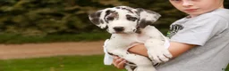 Great Dane dogs for sale: Blake Great Dane  - Ad 6