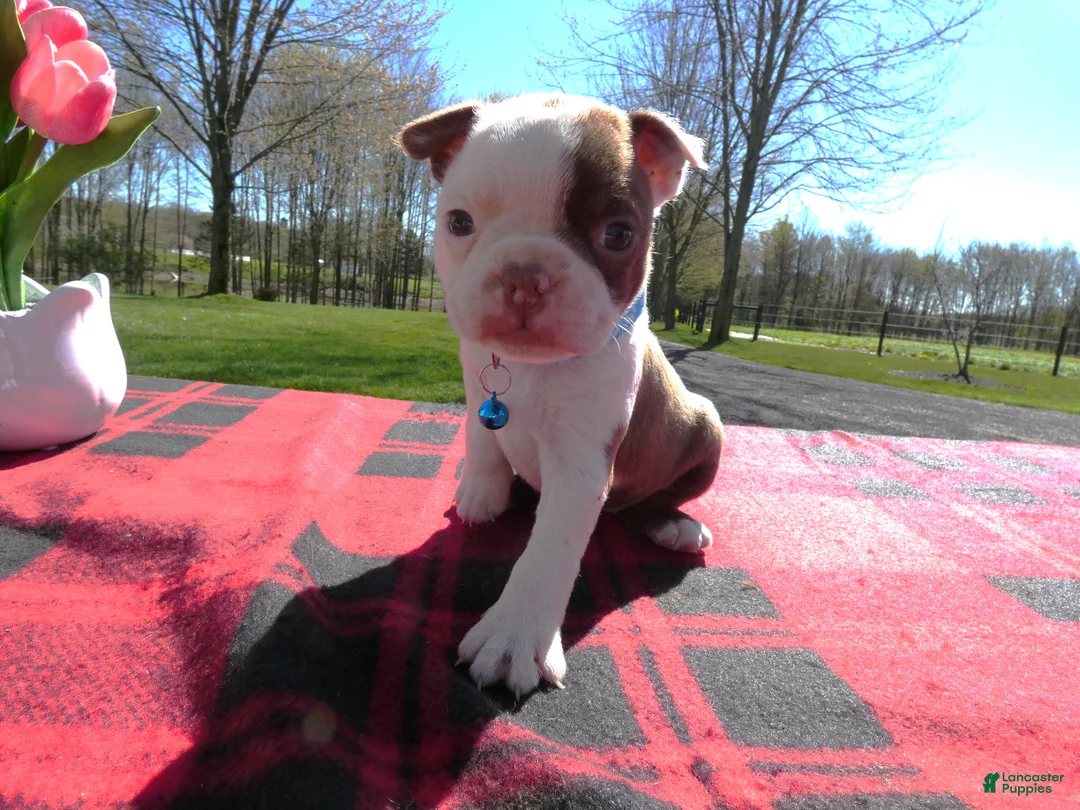 Boston Terrier dogs for sale: Boston Terrier Puppy 7 Serena - Ad 2