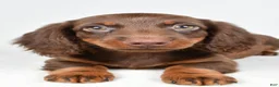 Dachshund dogs for sale: Romeo - Ad 4