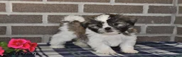 Shih Tzu dogs for sale: Kendra - Ad 3
