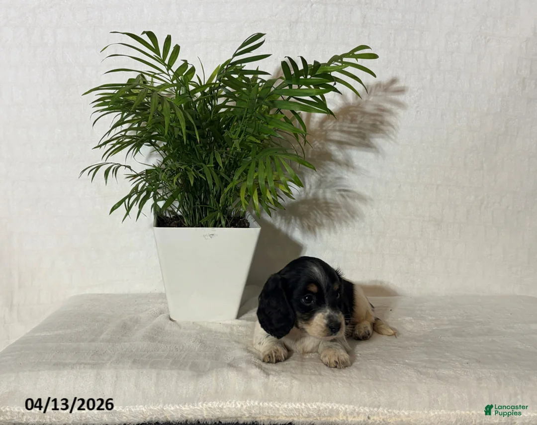 Miniature Dachshund dogs for sale: Abigail - Ad 2