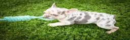 French Bulldog dogs for sale: Spencer 🐾 - Ad 4