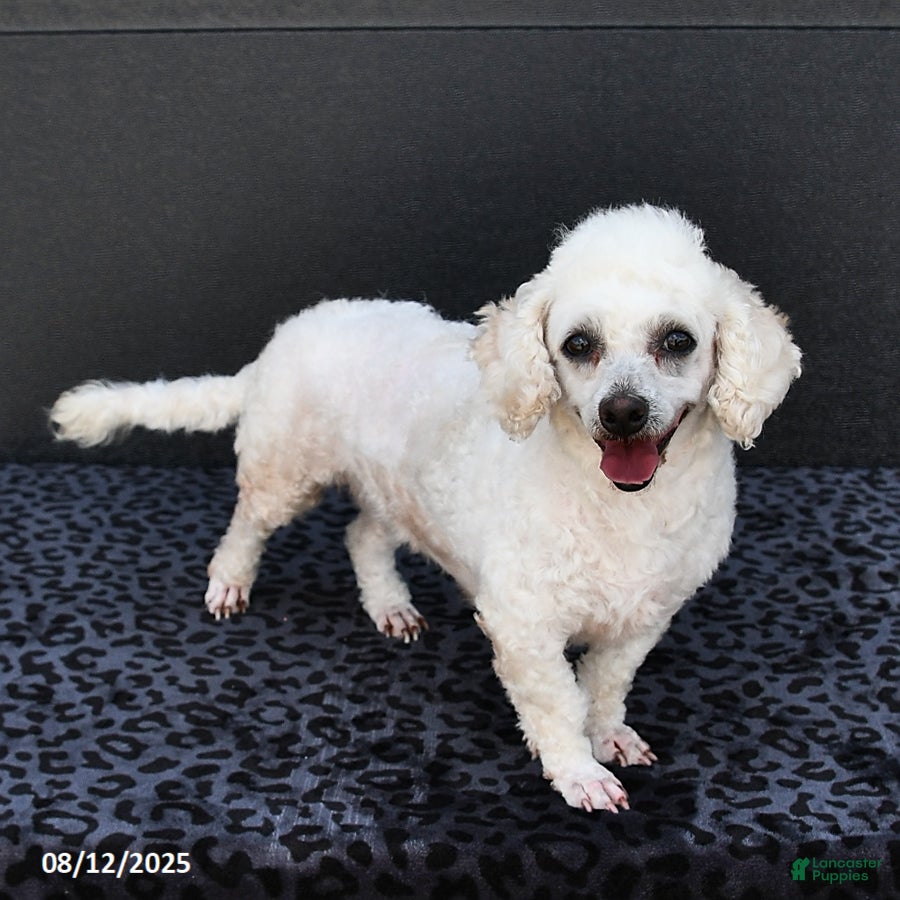 Bichpoo dogs Angelina - Ad 25