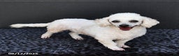 Bichpoo dogs for sale: Angelina - Ad 1