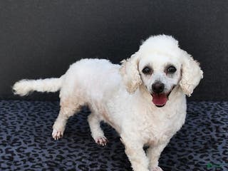 Bichpoo dogs for sale: Angelina - Ad 2