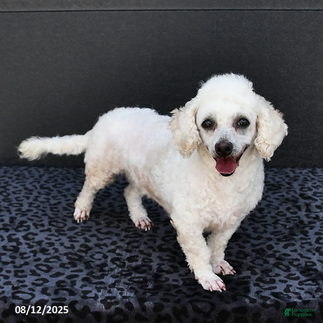 Bichpoo dogs for sale: Angelina - Ad 1