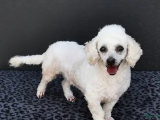 Bichpoo dogs Angelina - Ad 4