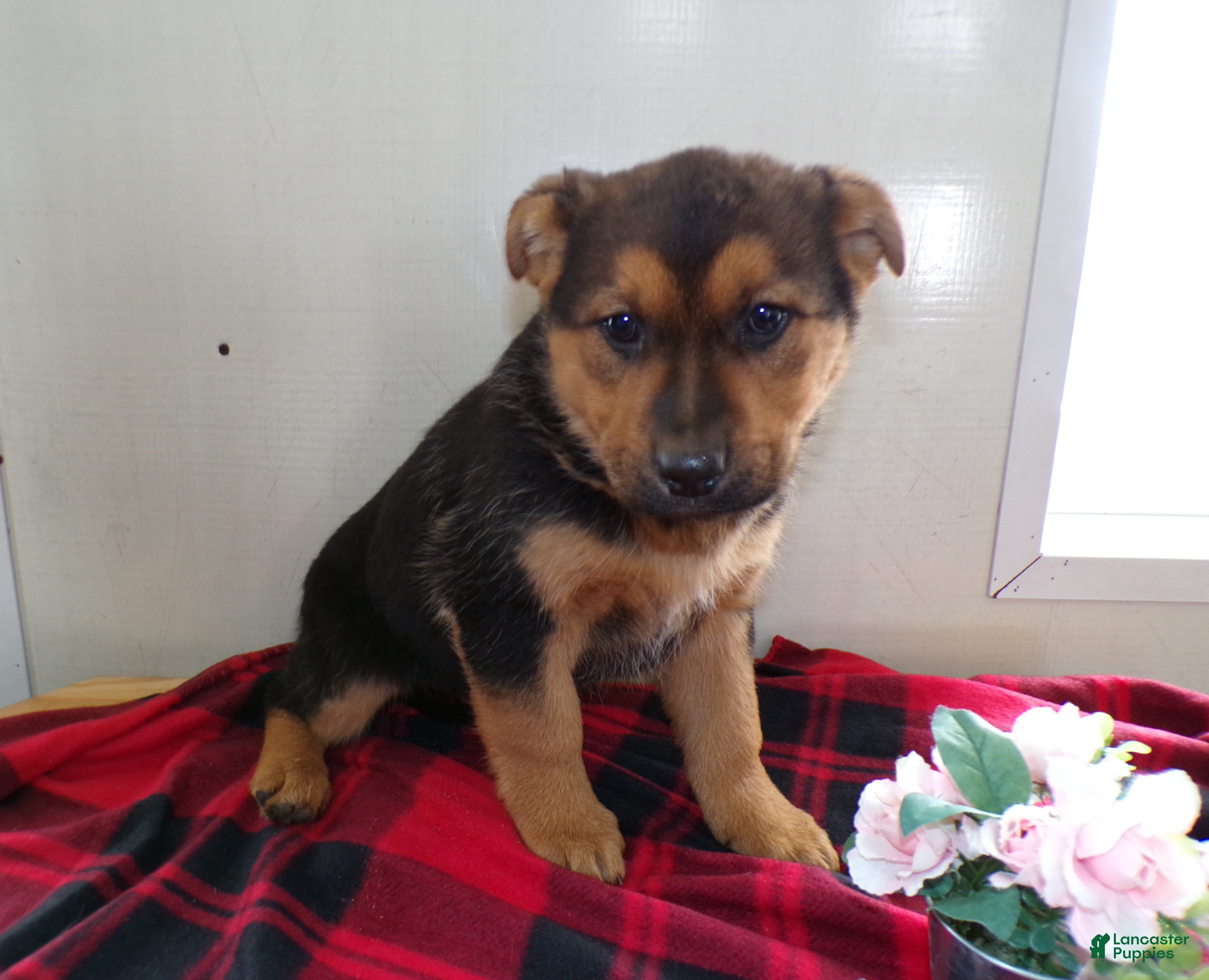 German Shepherd dogs for sale: German Shepherd Puppy 1 Sabbath - Ad 2