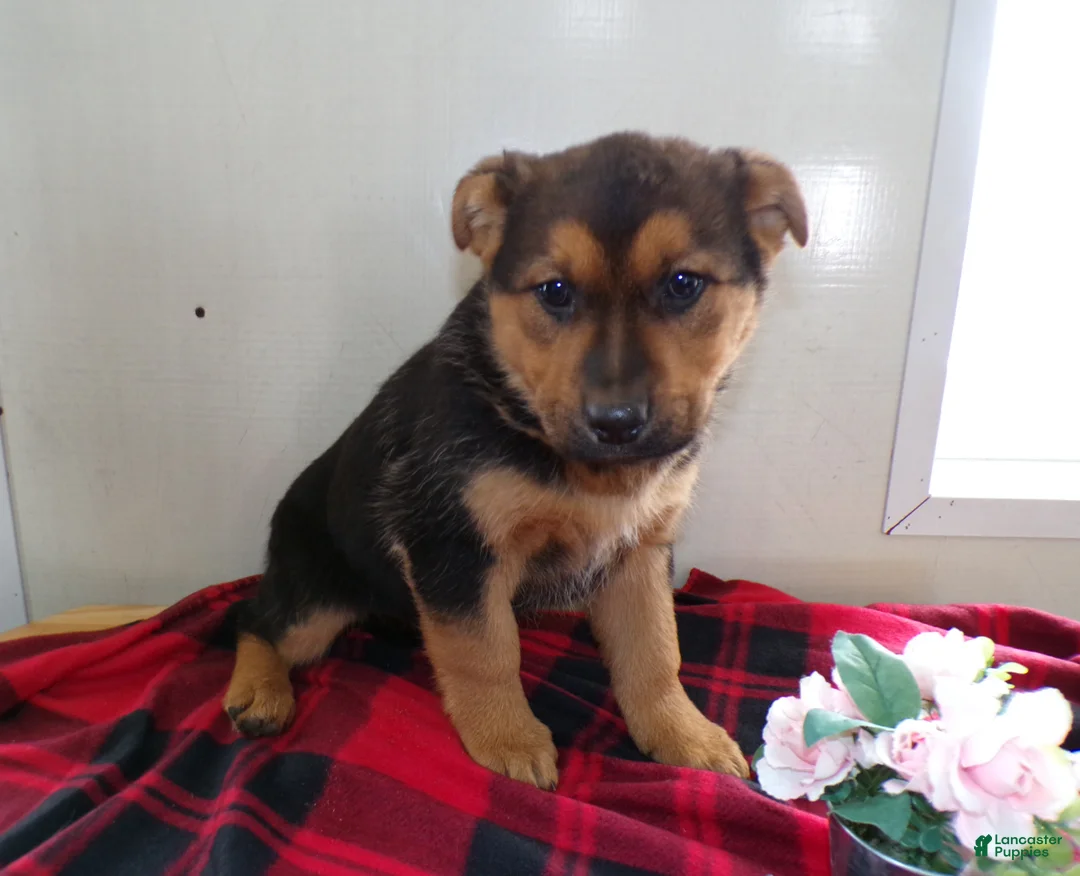 German Shepherd dogs for sale: German Shepherd Puppy 1 Sabbath - Ad 1