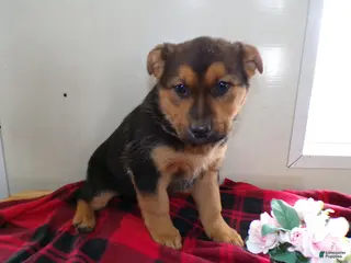 German Shepherd dogs for sale: German Shepherd Puppy 1 Sabbath - Ad 2