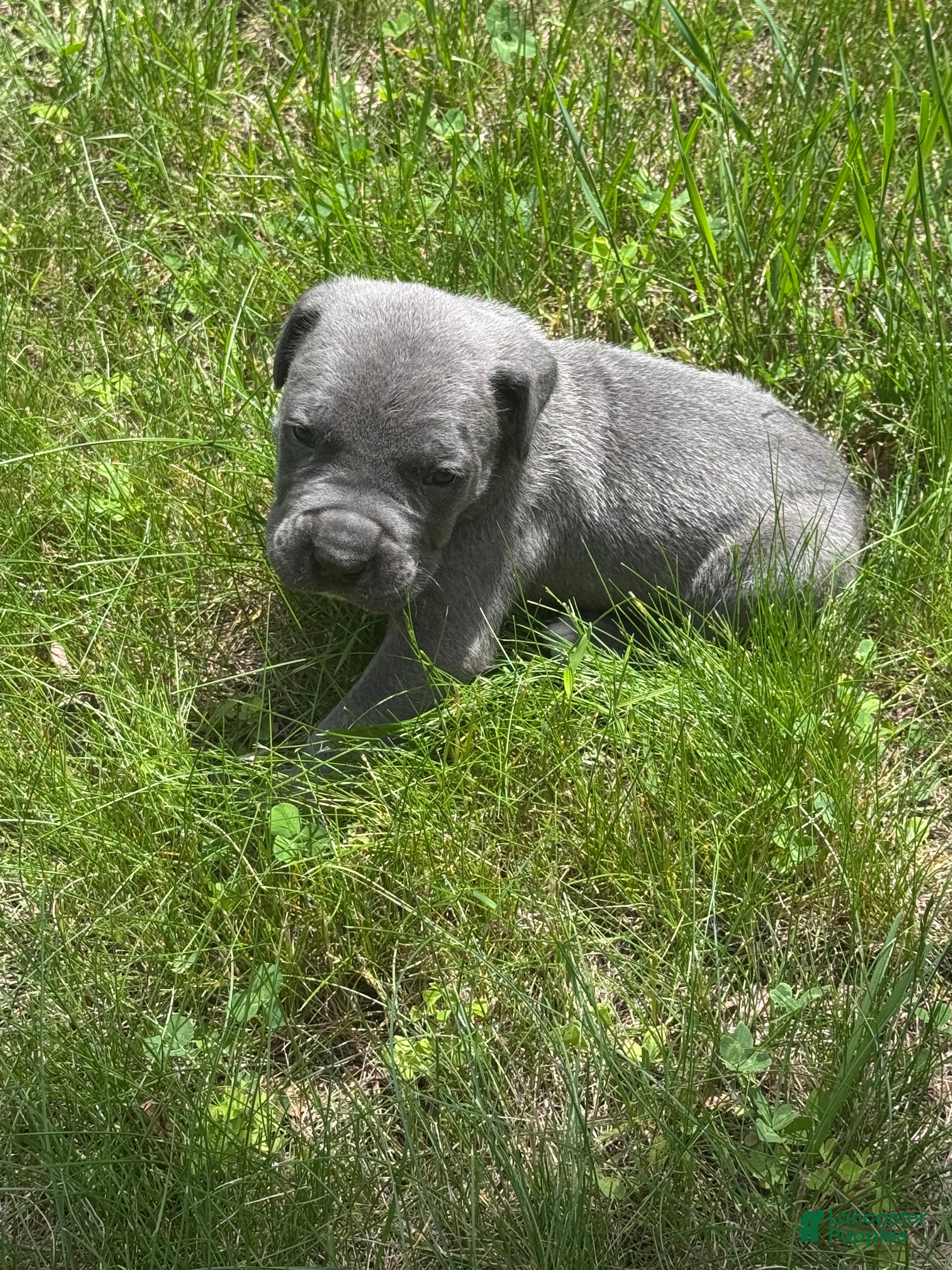 Cane Corso dogs Cane Corso Puppy 2 - Ad 21