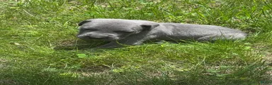 Cane Corso Puppy 2