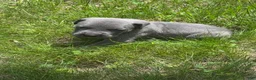 Cane Corso dogs for sale: Cane Corso Puppy 2 - Ad 1