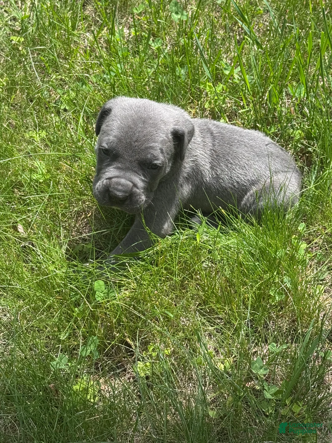 Cane Corso dogs for sale: Cane Corso Puppy 2 - Ad 1