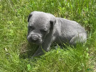 Cane Corso dogs Cane Corso Puppy 2 - Ad 21