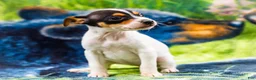 Mixed Breed dogs for sale: Taley - Ad 5