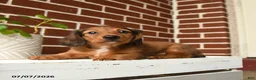 Dachshund dogs for sale: Cooper - Ad 3