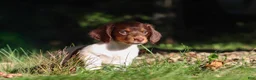 Miniature Dachshund dogs for sale: Shane - Ad 9