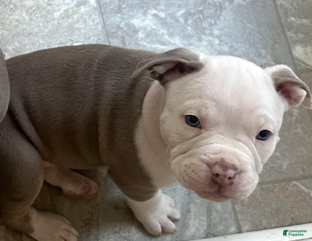 American Bully dogs for sale: American Bully Puppy 7 - Ad 9