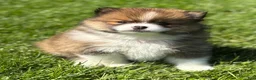 Pomeranian dogs for sale: Moppet - Ad 6
