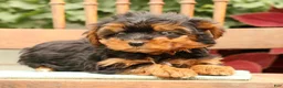 Morkie dogs for sale: Dawn - Ad 4