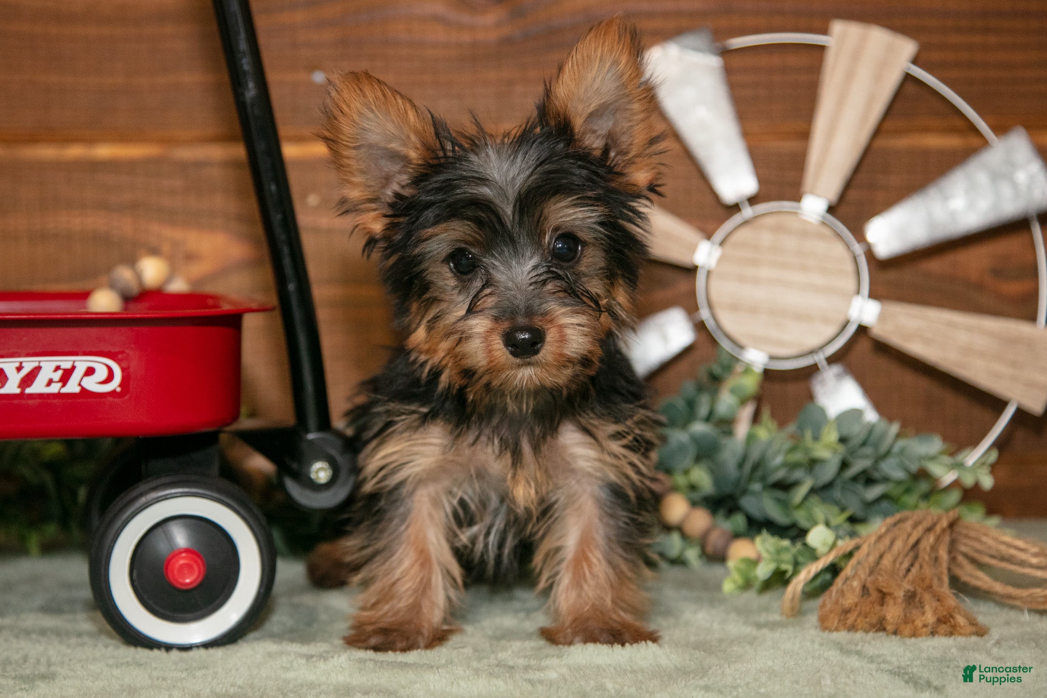 Yorkshire Terrier dogs Rylie - Ad 1