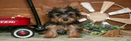 Yorkshire Terrier dogs for sale: Rylie - Ad 1