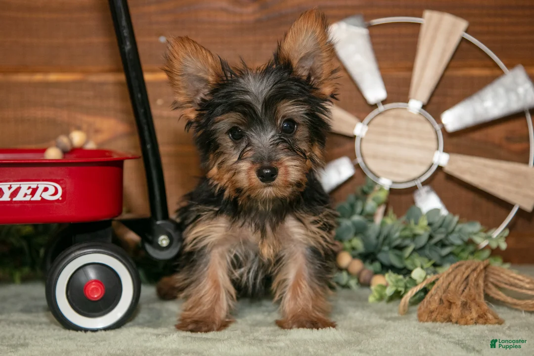 Yorkshire Terrier dogs for sale: Rylie - Ad 1